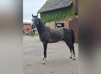 Westfale, Hengst, 2 Jahre, Apfelschimmel