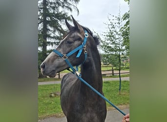 Westfale, Hengst, 2 Jahre, Apfelschimmel