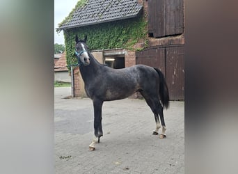 Westfale, Hengst, 2 Jahre, Apfelschimmel