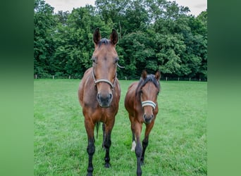 Westfale, Hengst, 2 Jahre, Brauner