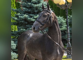 Westfale, Hengst, 2 Jahre, Brauner