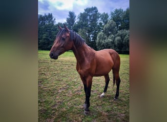 Westfale, Hengst, 2 Jahre, Brauner