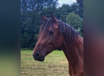 Westfale, Hengst, 2 Jahre, Brauner