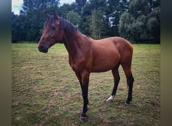 Westfale, Hengst, 2 Jahre, Brauner