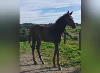 Westfale, Hengst, 2 Jahre, Dunkelbrauner