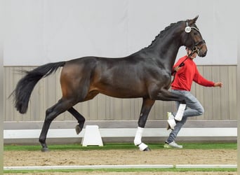 Westfale, Hengst, 2 Jahre, Dunkelbrauner