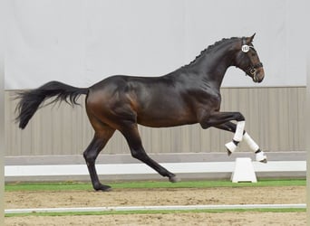 Westfale, Hengst, 2 Jahre, Dunkelbrauner