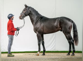 Westfale, Hengst, 2 Jahre, Dunkelbrauner