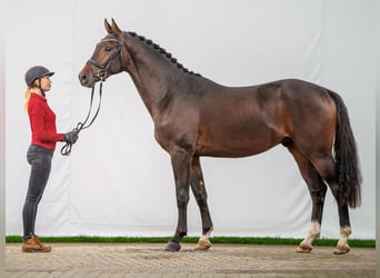 Westfale, Hengst, 2 Jahre, Dunkelbrauner