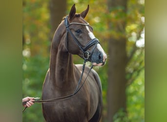 Westfale, Hengst, 2 Jahre, Dunkelfuchs