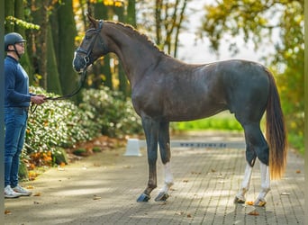 Westfale, Hengst, 2 Jahre, Dunkelfuchs