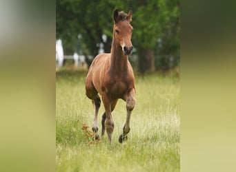 Westfale, Hengst, 2 Jahre, Kann Schimmel werden