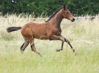 Westfale, Hengst, 2 Jahre, Kann Schimmel werden