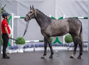 Westfale, Hengst, 2 Jahre, Schimmel