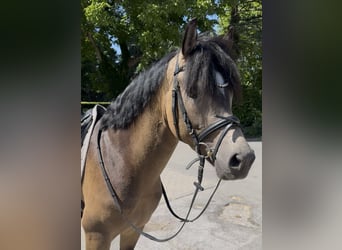Westfale, Hengst, 3 Jahre, 148 cm, Buckskin