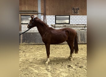 Westfale, Hengst, 3 Jahre, 155 cm, Fuchs