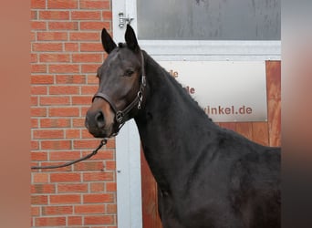 Westfale, Hengst, 3 Jahre, 162 cm, Brauner