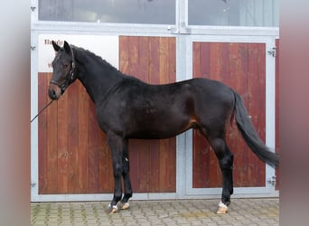 Westfale, Hengst, 3 Jahre, 162 cm, Brauner