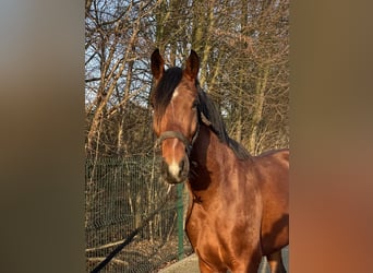 Westfale, Hengst, 3 Jahre, 163 cm, Brauner