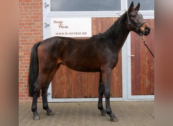 Westfale, Hengst, 3 Jahre, 163 cm