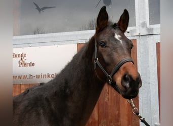 Westfale, Hengst, 3 Jahre, 163 cm