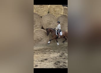 Westfale, Hengst, 3 Jahre, 164 cm, Brauner