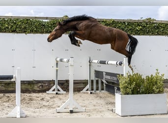 Westfale, Hengst, 3 Jahre, 164 cm, Brauner