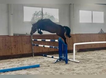 Westfale, Hengst, 3 Jahre, 164 cm, Rotbrauner