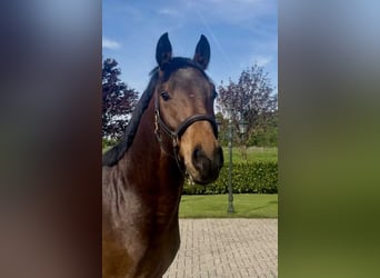 Westfale, Hengst, 3 Jahre, 164 cm, Rotbrauner
