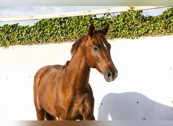 Westfale, Hengst, 3 Jahre, 164 cm
