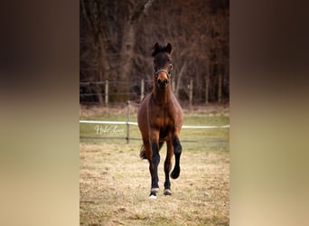 Westfale, Hengst, 3 Jahre, 165 cm, Brauner