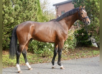 Westfale, Hengst, 3 Jahre, 165 cm, Brauner