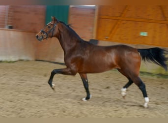 Westfale, Hengst, 3 Jahre, 165 cm, Brauner