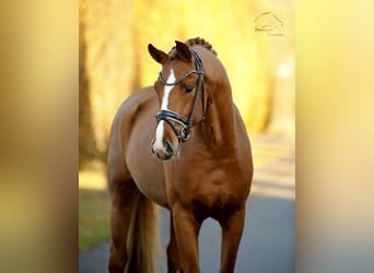 Westfale, Hengst, 3 Jahre, 165 cm, Fuchs