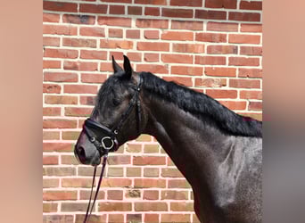 Westfale, Hengst, 3 Jahre, 166 cm, Schimmel