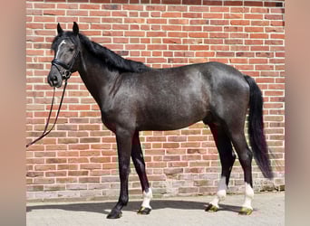Westfale, Hengst, 3 Jahre, 166 cm, Schimmel