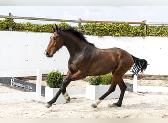 Westfale, Hengst, 3 Jahre, 167 cm, Brauner