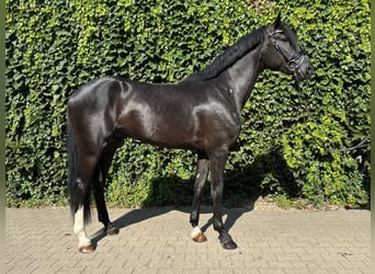 Westfale, Hengst, 3 Jahre, 167 cm, Rappe