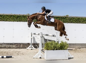 Westfale, Hengst, 3 Jahre, 167 cm, Rotbrauner