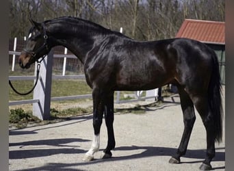 Westfale, Hengst, 3 Jahre, 168 cm, Brauner