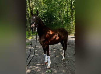 Westfale, Hengst, 3 Jahre, 168 cm, Dunkelfuchs