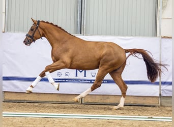 Westfale, Hengst, 3 Jahre, 168 cm, Dunkelfuchs