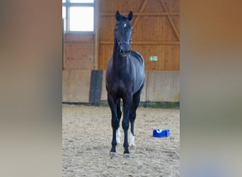 Westfale, Hengst, 3 Jahre, 168 cm, Rappe