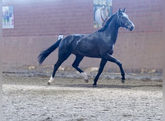 Westfale, Hengst, 3 Jahre, 168 cm, Rappe