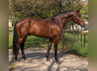 Westfale, Hengst, 3 Jahre, 169 cm, Brauner