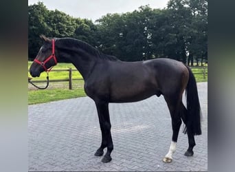 Westfale, Hengst, 3 Jahre, 169 cm, Dunkelbrauner