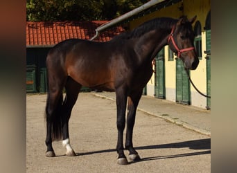 Westfale, Hengst, 3 Jahre, 169 cm, Dunkelbrauner