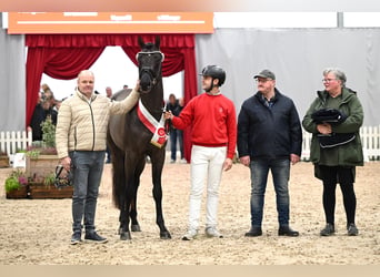 Westfale, Hengst, 3 Jahre, 170 cm, Rappe