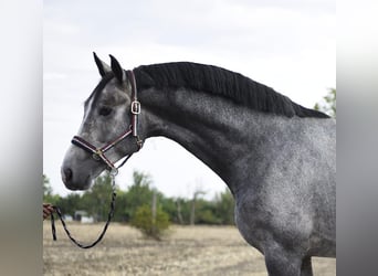 Westfale, Hengst, 3 Jahre, 170 cm, Schimmel
