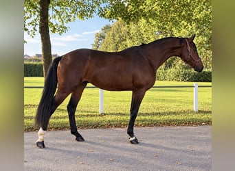 Westfale, Hengst, 3 Jahre, 172 cm, Brauner
